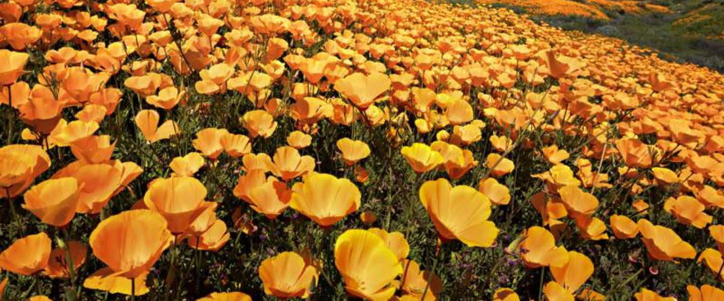 yellow poppies