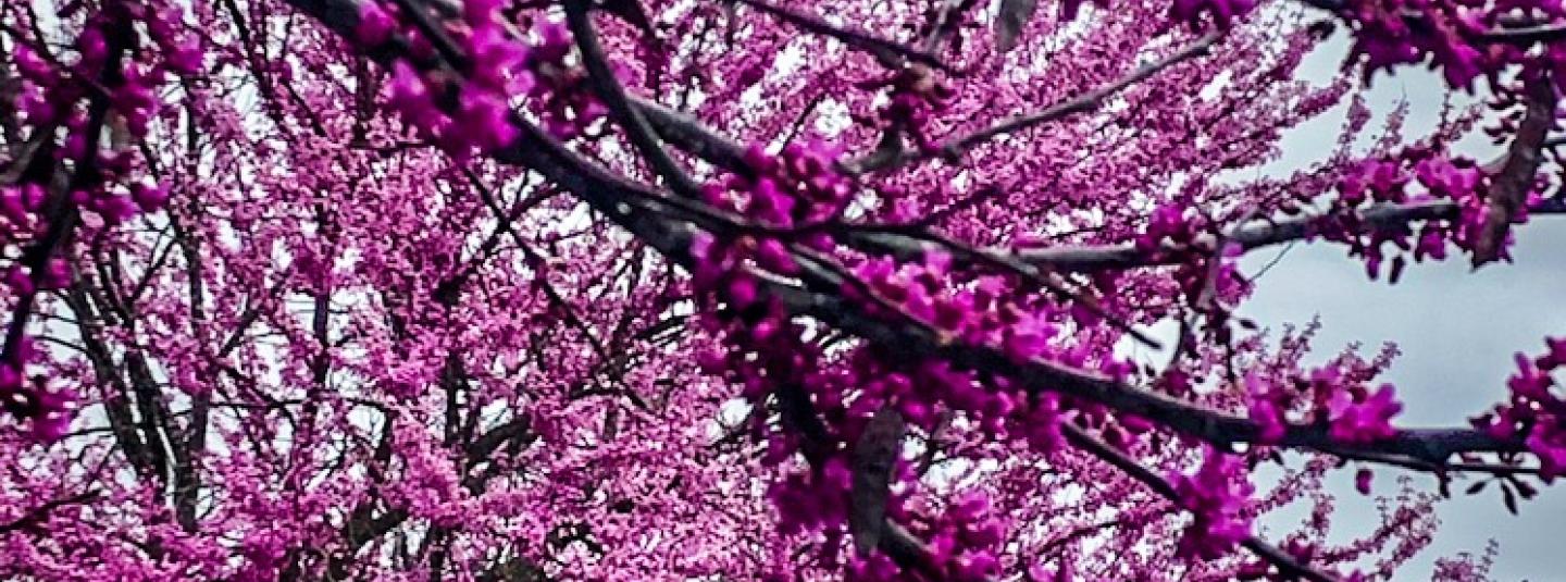 Flowering Plum